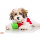 Hartz Dura Play Small Ball Dog Toy