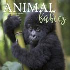 Trends International 2020 Animal Babies Mini - 7" x 7" Mini Calendar