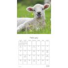 Trends International 2020 Animal Babies Mini - 7" x 7" Mini Calendar