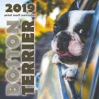 Boston Terrier 2019 Mini Wall Calendar (Paperback)