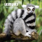 Lemurs Calendar 2019: 16 Month Calendar (Paperback)