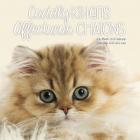Trends International 2020 Cuddly Kittens (Bilingual French) Mini - 7" x 7" Mini Calendar