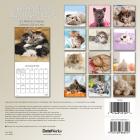 Trends International 2020 Cuddly Kittens (Bilingual French) Mini - 7" x 7" Mini Calendar