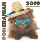 Pomeranian 2019 Mini Wall Calendar (Paperback)