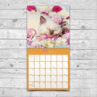 2020 Cat Dreams Wall Calendar