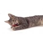 Petstages Dental Health Pretzel Catnip Cat Toy