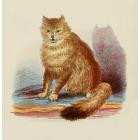 Cats 1877 Wild Cat Canvas Art - Unknown (24 x 36)