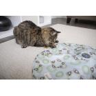 Petlinks® Mystery Motion™ Concealed Motion Cat Toy