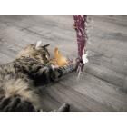 Petlinks Plume Crazy Wand Cat Toy