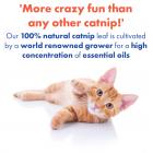Xtreme Catnip Spray, 4 oz. – 100% Natural Organically Grown, Super Concentrated Liquid Catnip