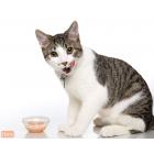 Delectables Lickable Cat Treats - Stew Tuna & Shrimp, 1.4 Oz.