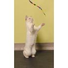 Cat Dancer Rainbow Charmer Cat Toy