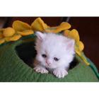Earthtone Solutions Emerald Heaven Green Large Handmade Best Cat and Kitten Cave Bed with Bonus Catnip
