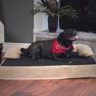 Dog Bed, Orthopedic Memory Foam Pet Bed - XL