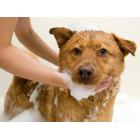 Fresh Dental 338050 22 oz Naturel Promise Fresh and Soothing Natural Flea and Tick Pet Shampoo