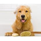 Espree Aloe Oatbath Medicated Shampoo for Dogs, 20oz